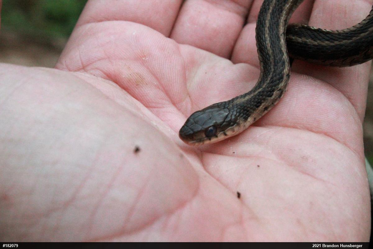 Eastern Gartersnake