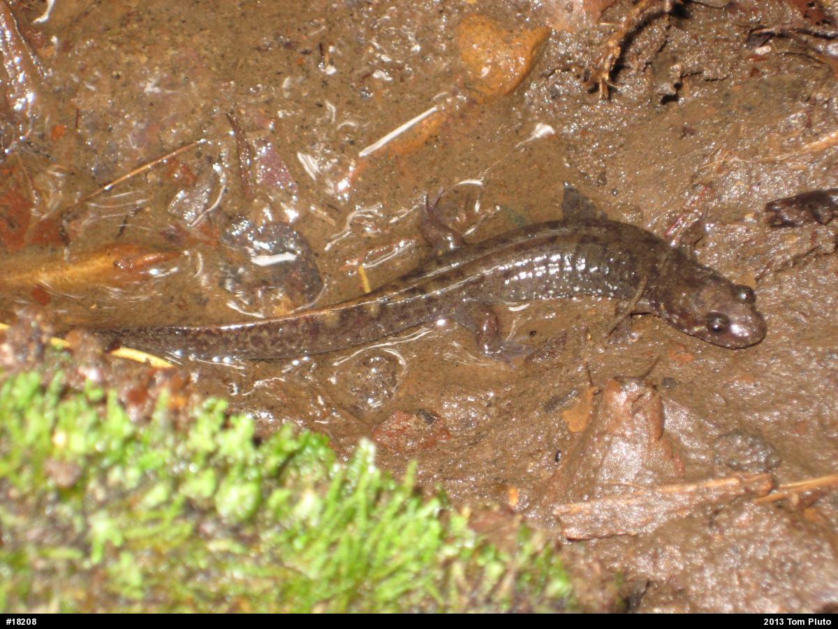 Seal Salamander