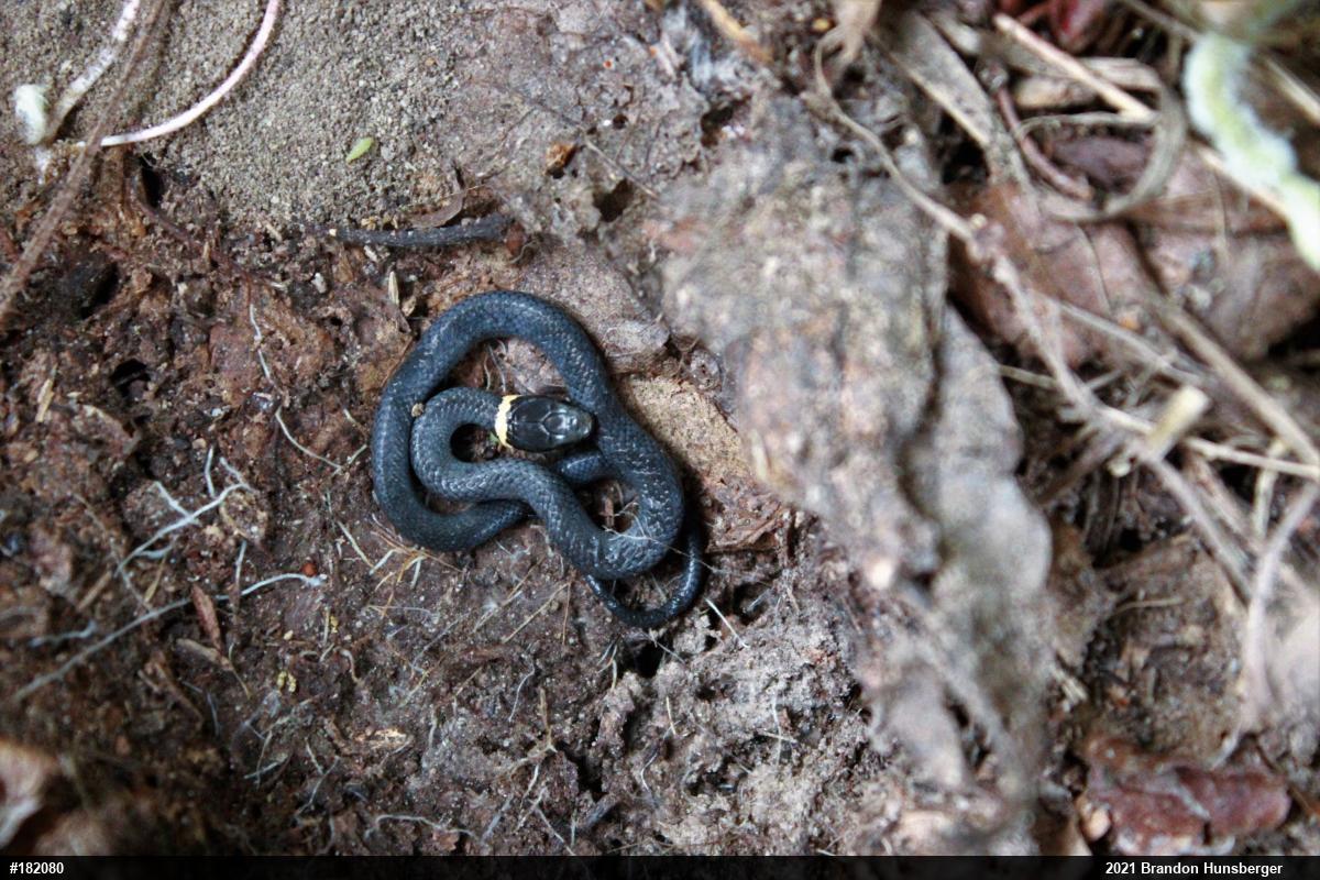Northern Ring-necked Snake