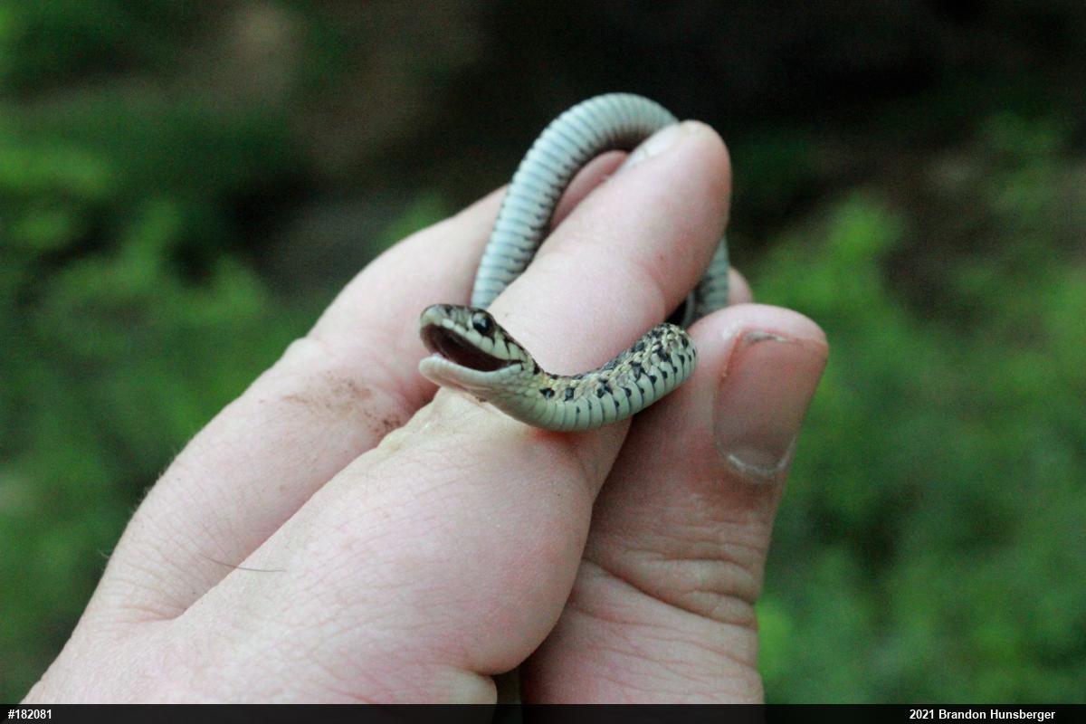 Eastern Gartersnake