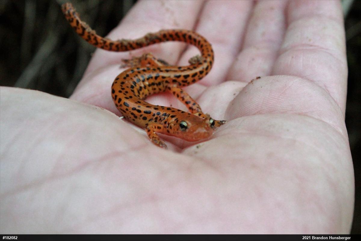Eastern Long-tailed Salamander