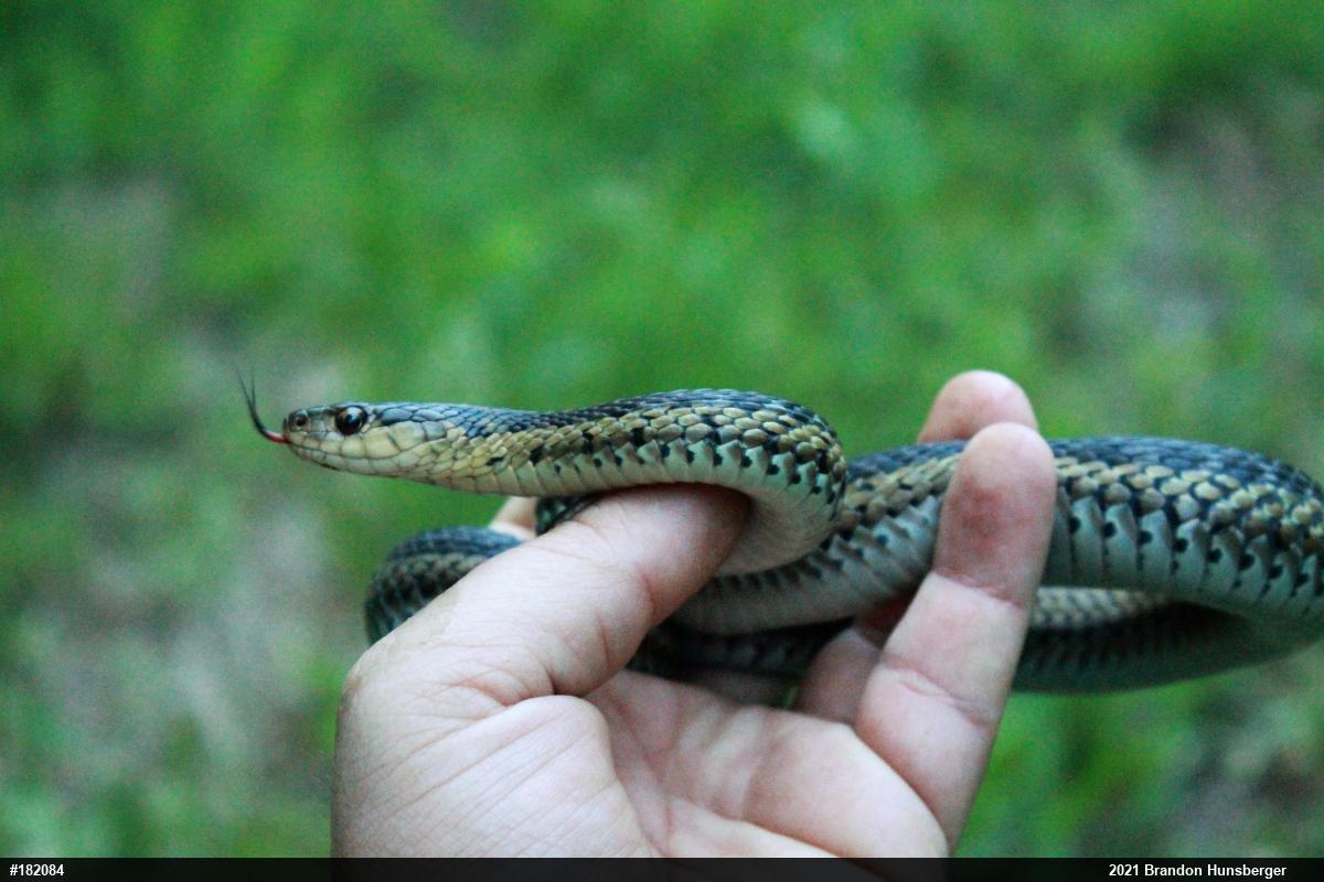 Eastern Gartersnake