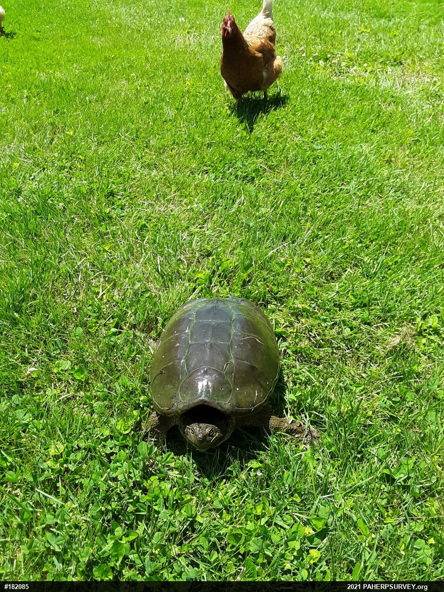 Snapping Turtle