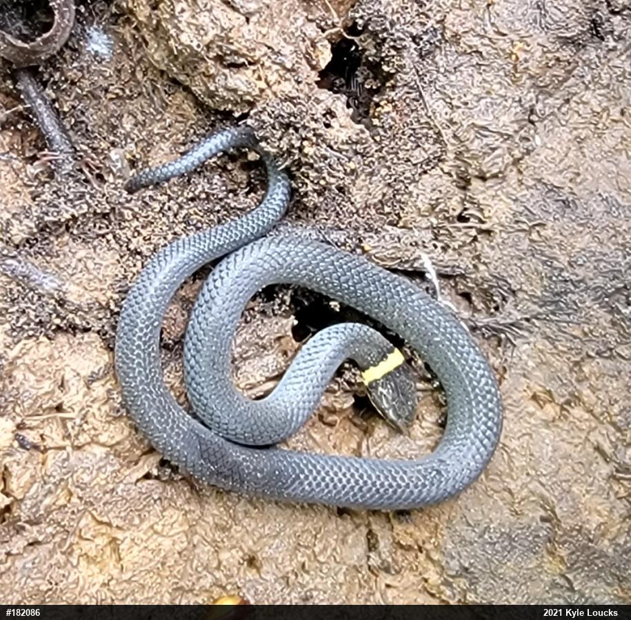 Northern Ring-necked Snake