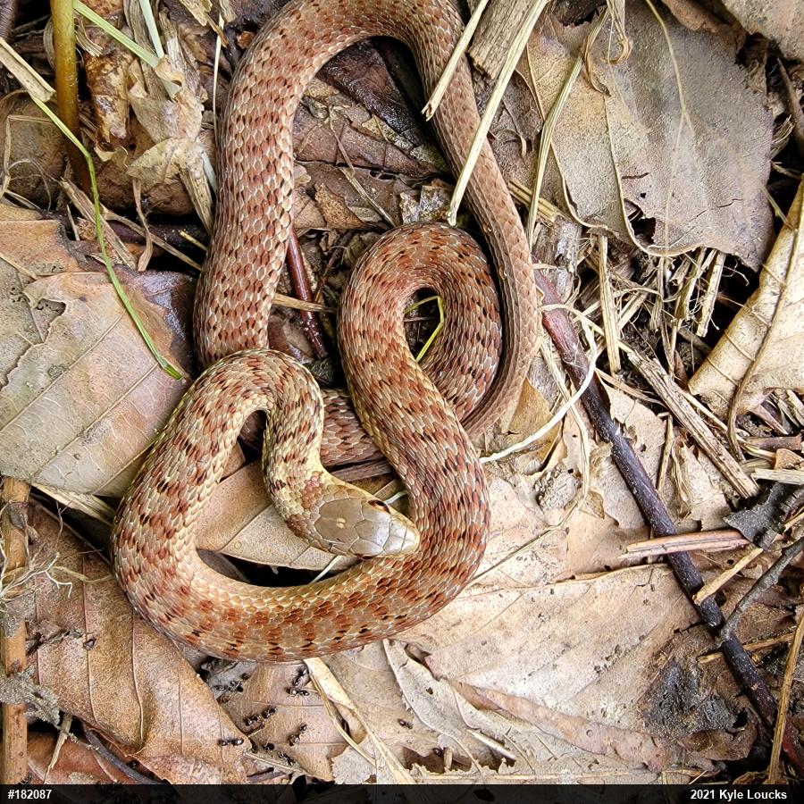 Eastern Gartersnake