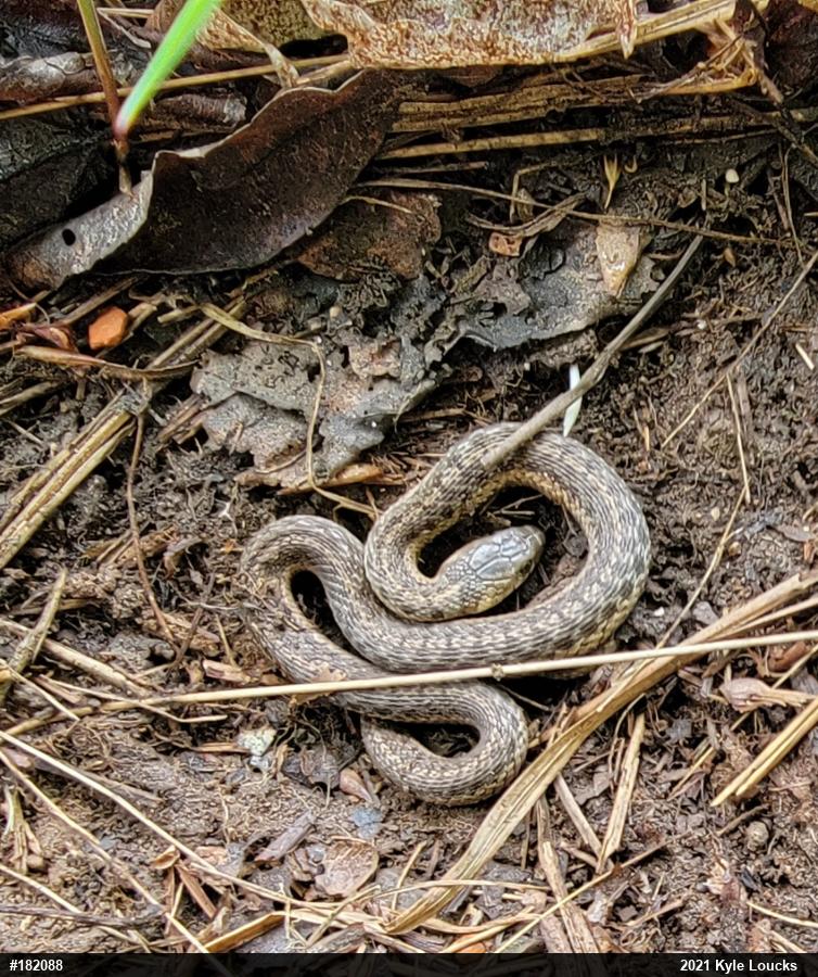 Eastern Gartersnake