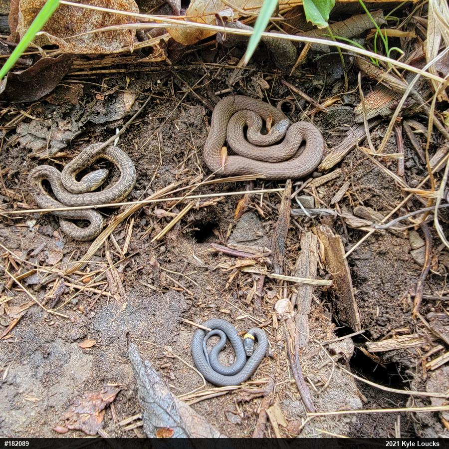 Northern Ring-necked Snake