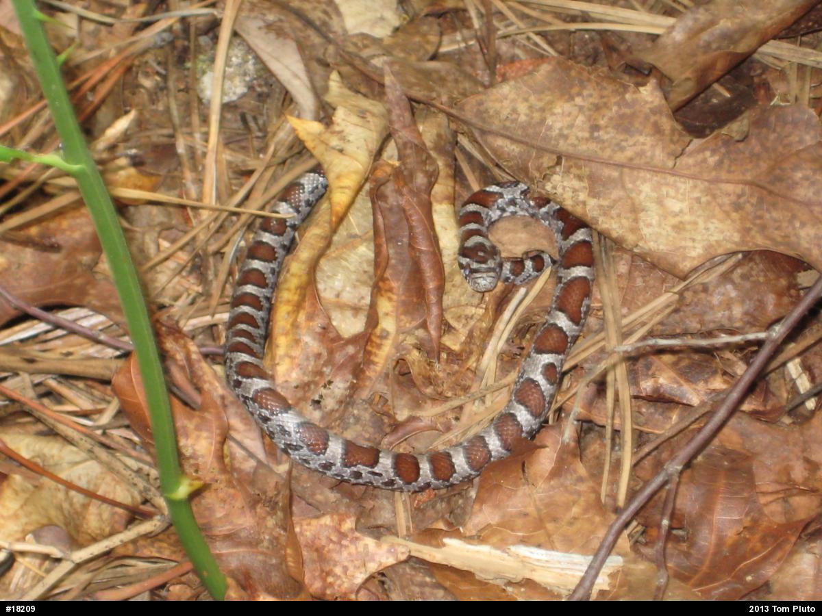 Eastern Milksnake