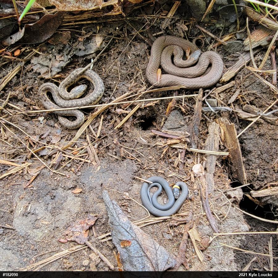 Red-bellied Snake