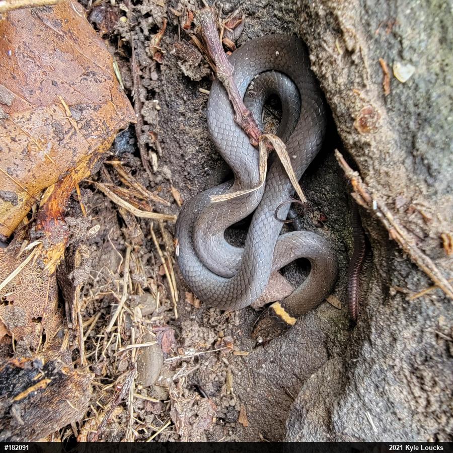 Northern Ring-necked Snake