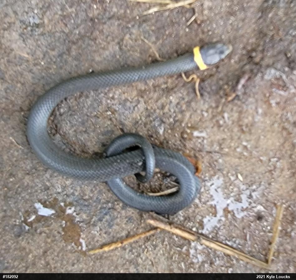Northern Ring-necked Snake