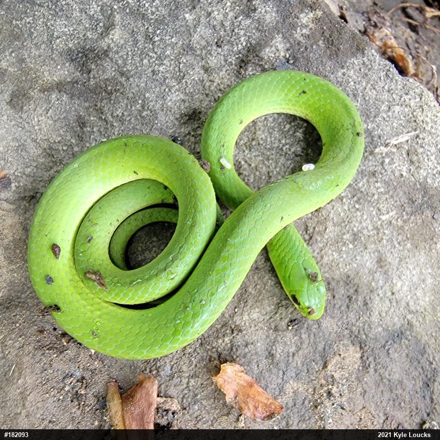 Smooth Greensnake