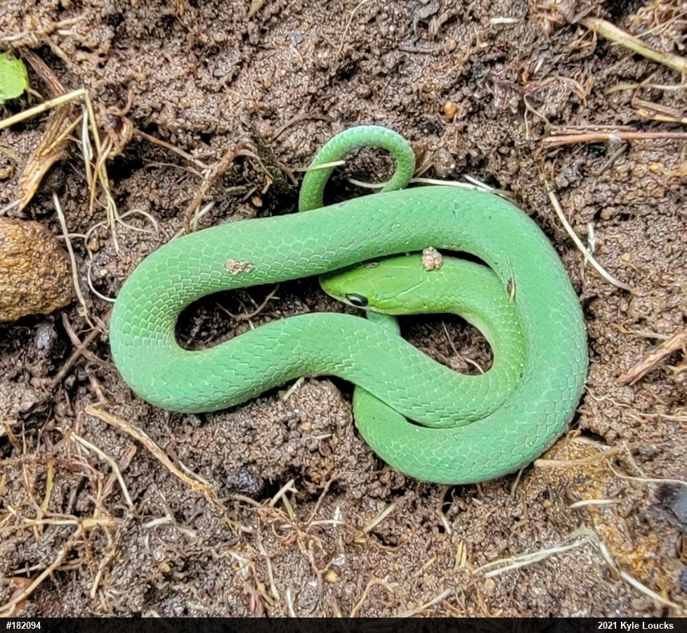 Smooth Greensnake