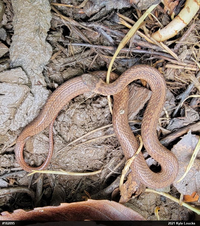 Red-bellied Snake