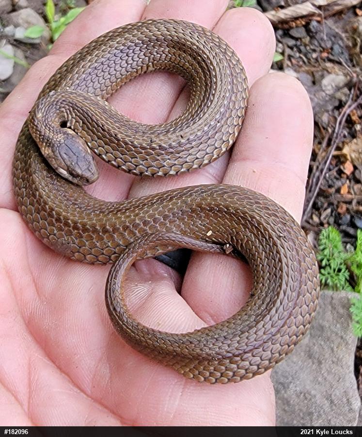 Red-bellied Snake