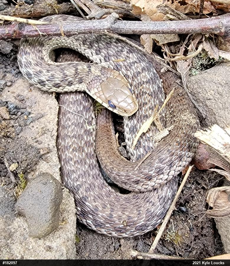 Eastern Gartersnake
