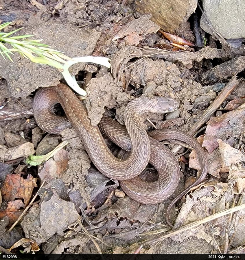 Red-bellied Snake