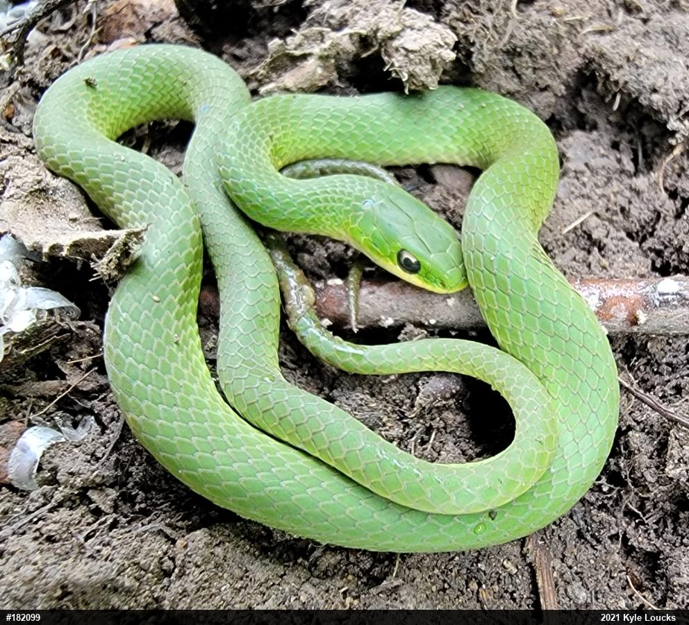 Smooth Greensnake