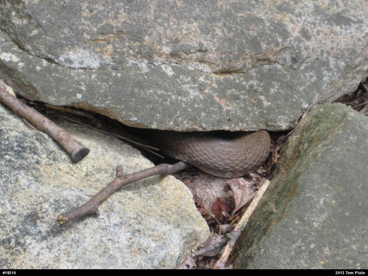 Northern Watersnake
