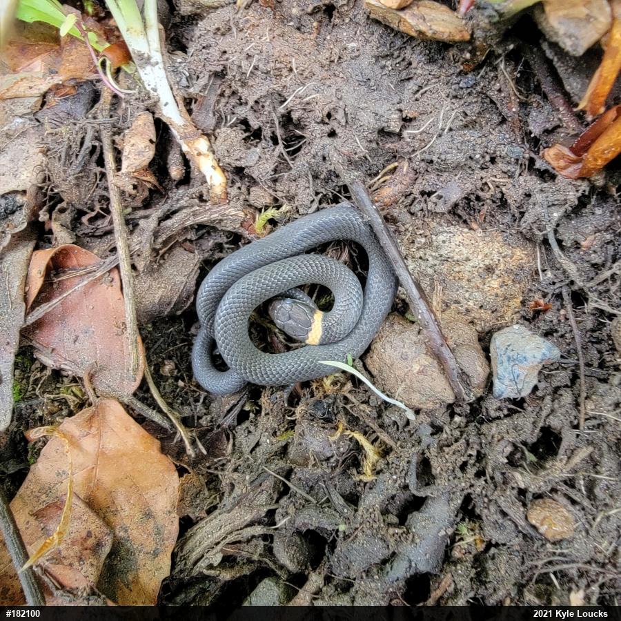 Northern Ring-necked Snake