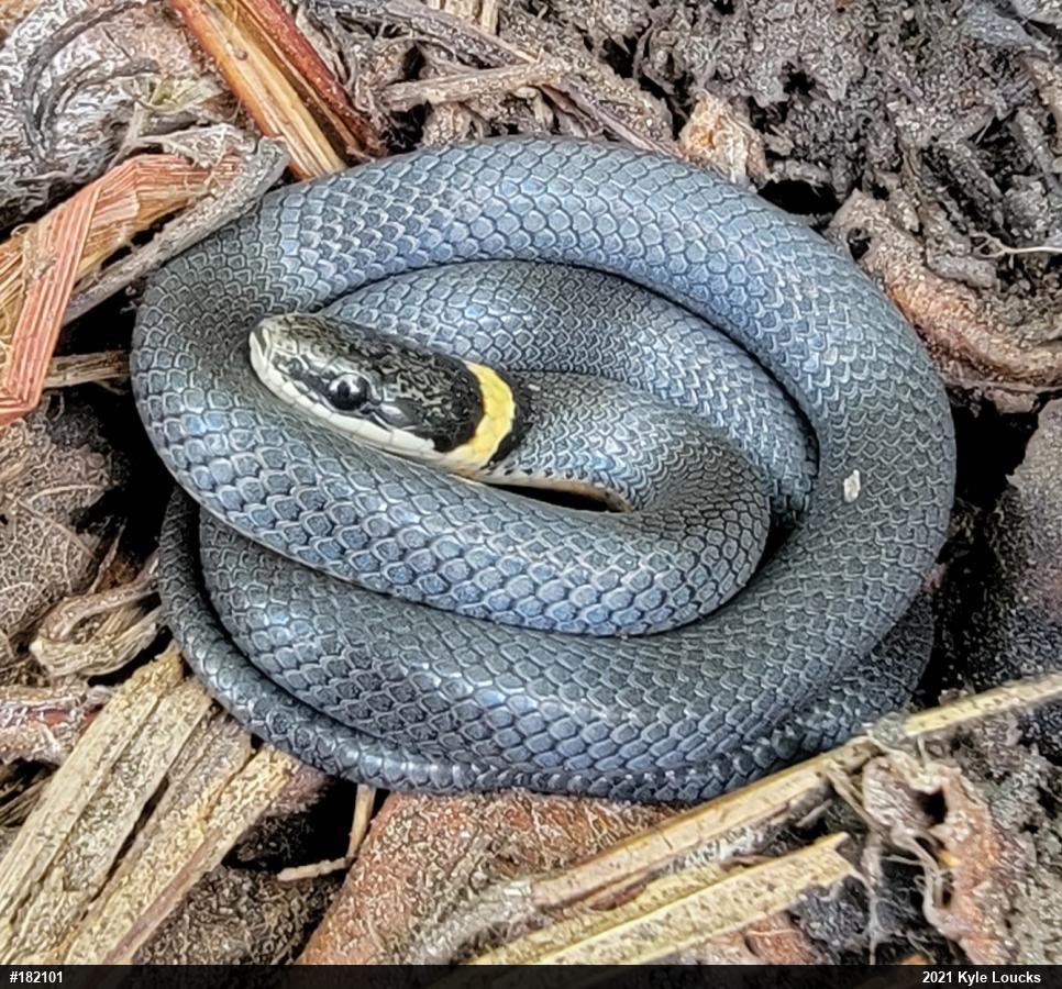 Northern Ring-necked Snake