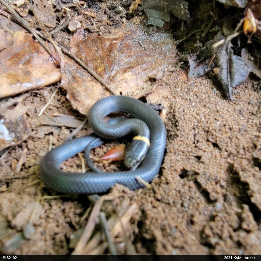 Northern Ring-necked Snake