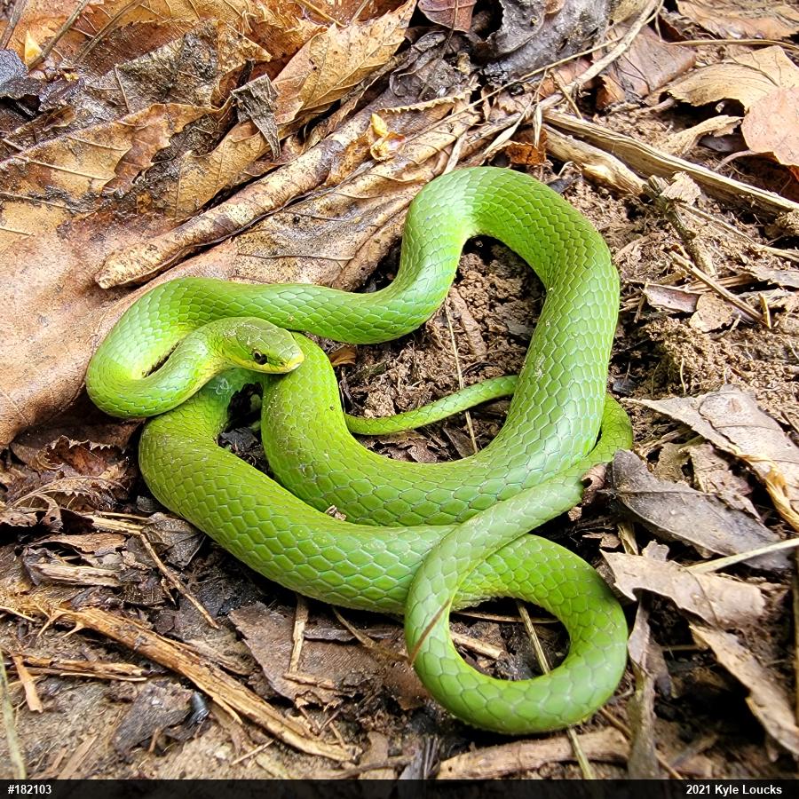 Smooth Greensnake