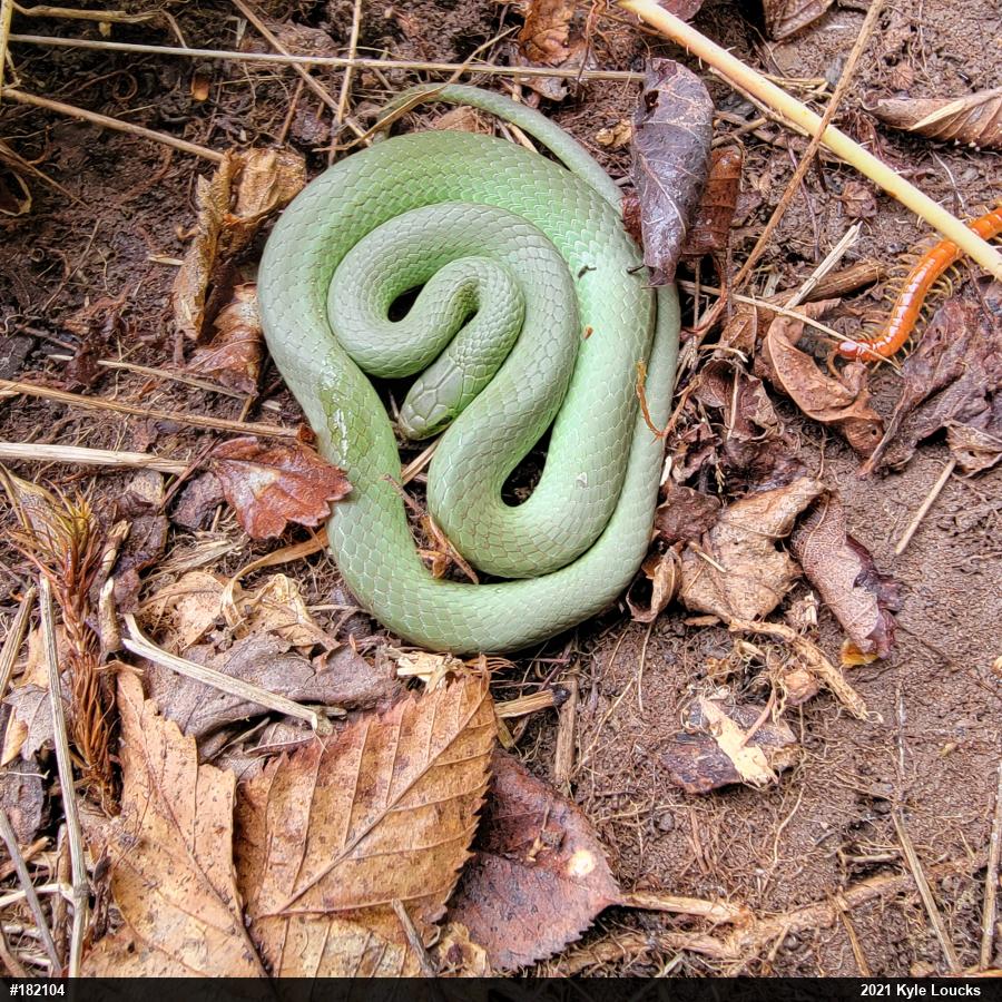 Smooth Greensnake