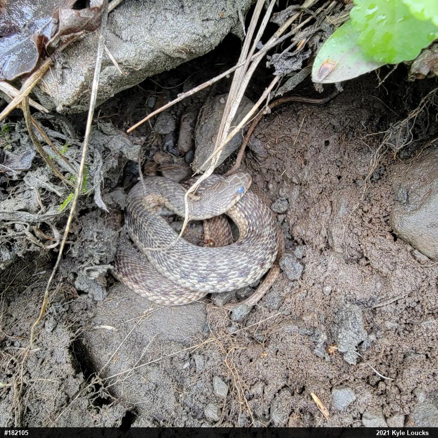 Eastern Gartersnake