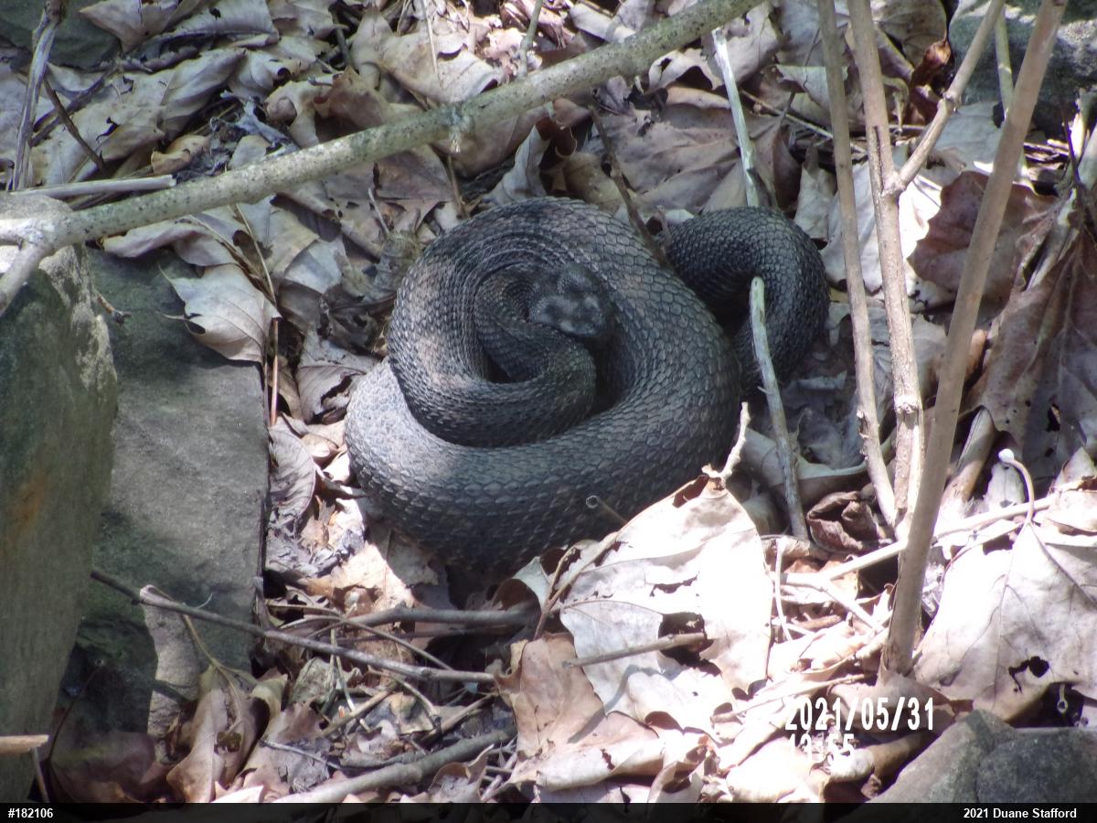 Timber Rattlesnake
