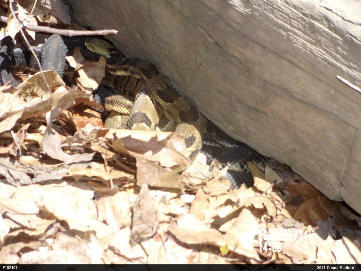 Timber Rattlesnake