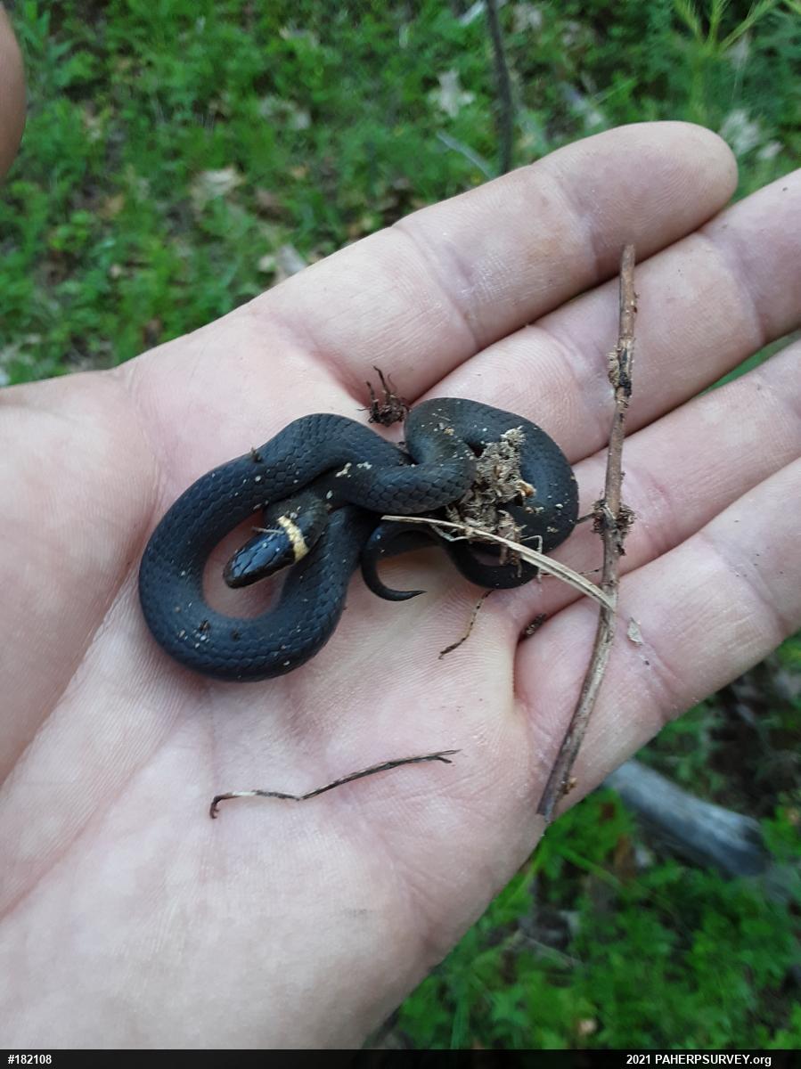 Northern Ring-necked Snake