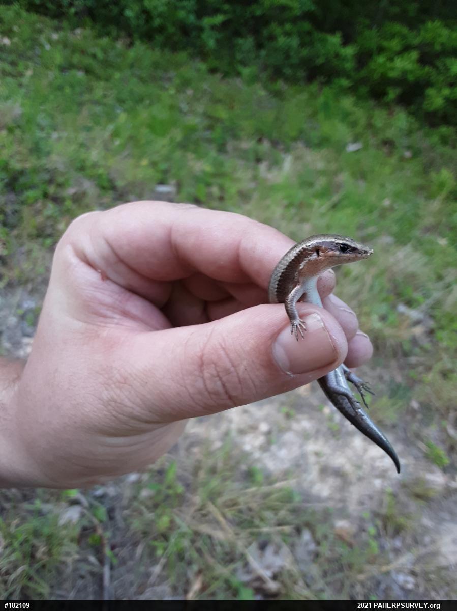 Northern Coal Skink