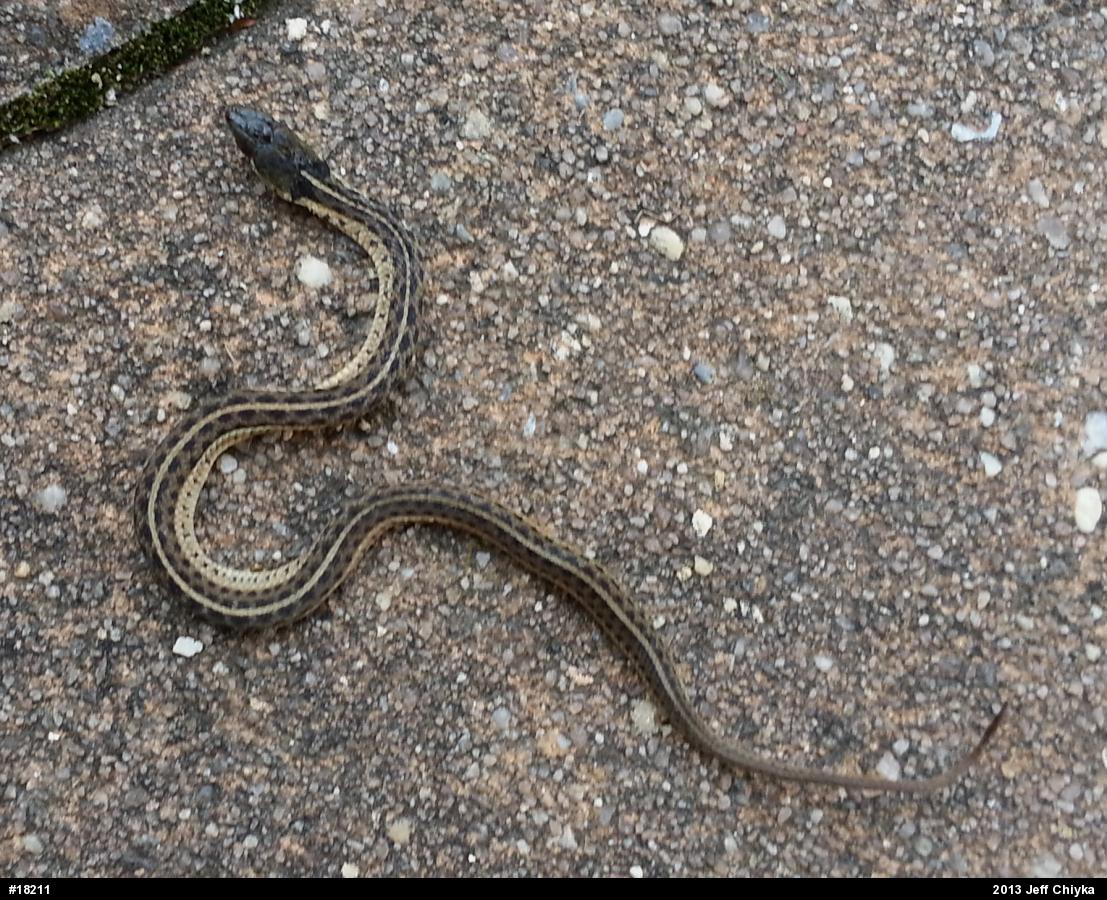 Eastern Gartersnake