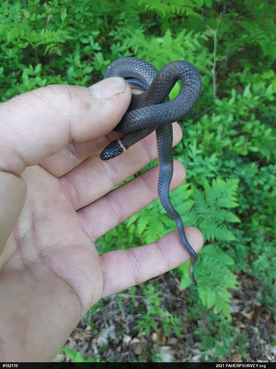 Northern Ring-necked Snake