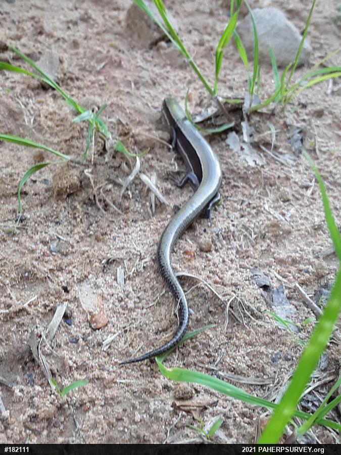 Northern Coal Skink