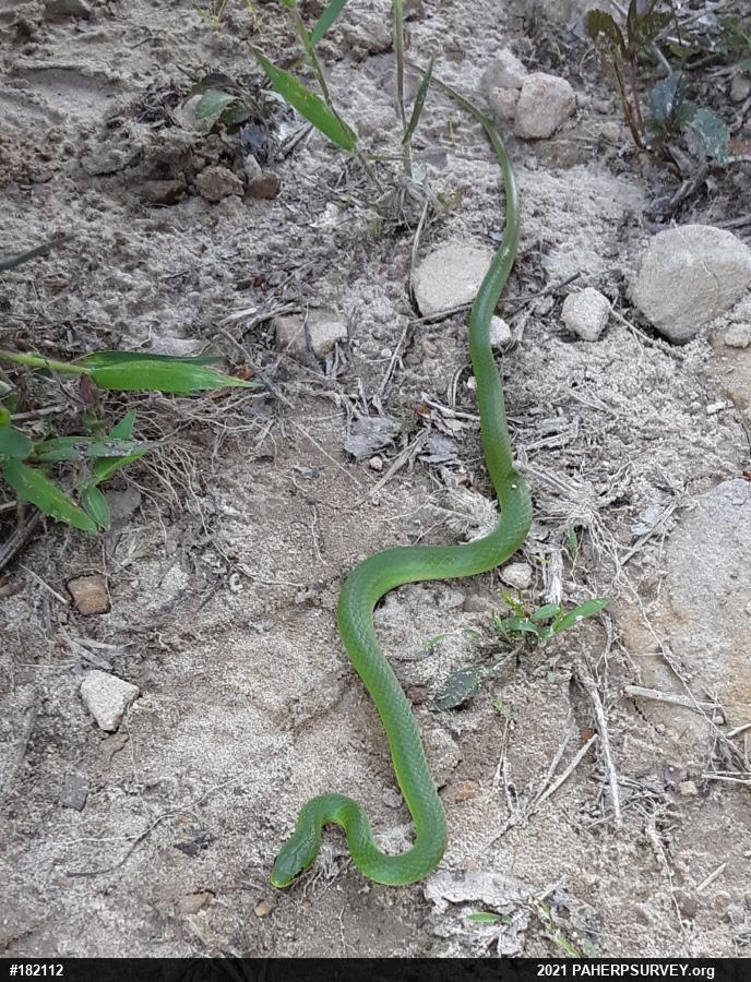 Smooth Greensnake