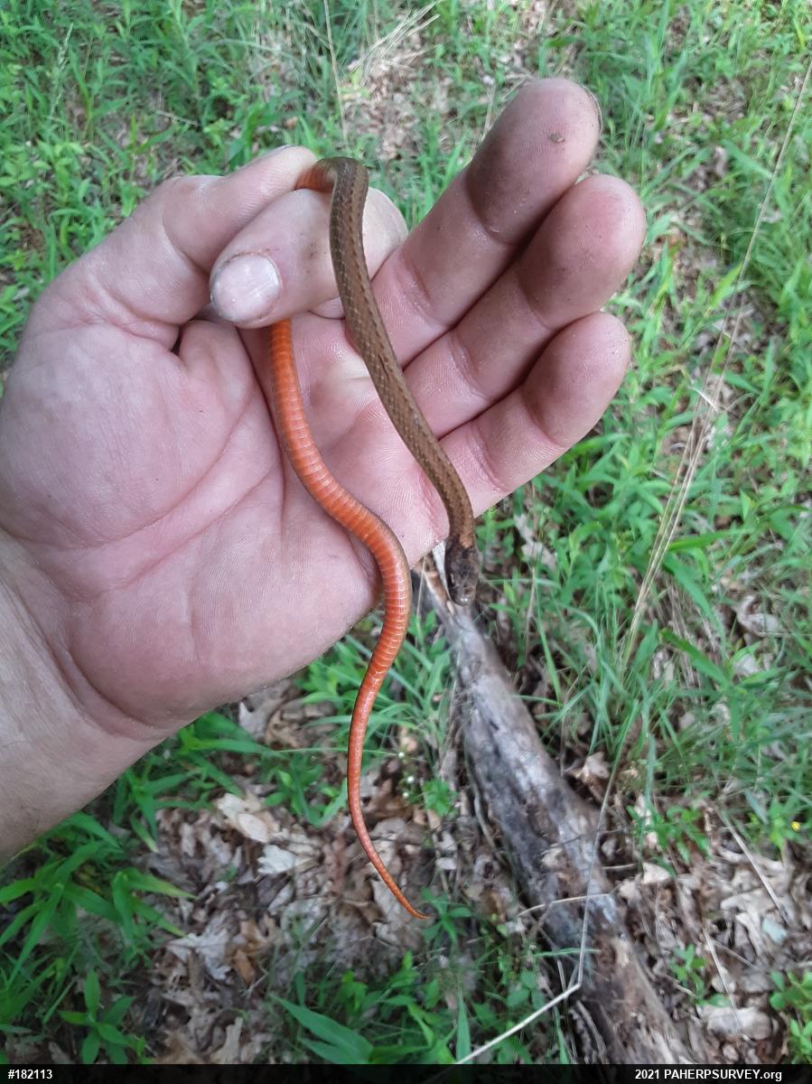 Red-bellied Snake