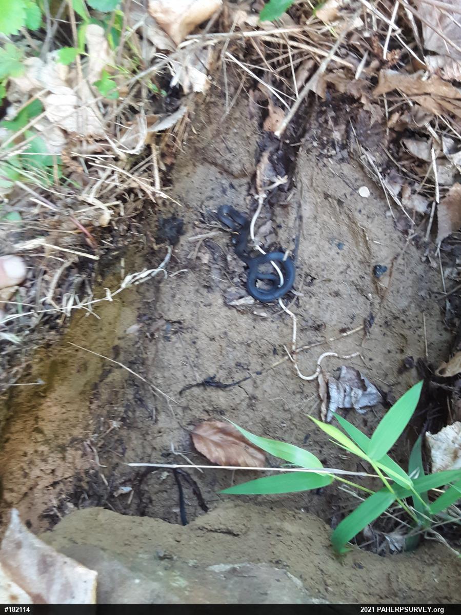 Northern Ring-necked Snake