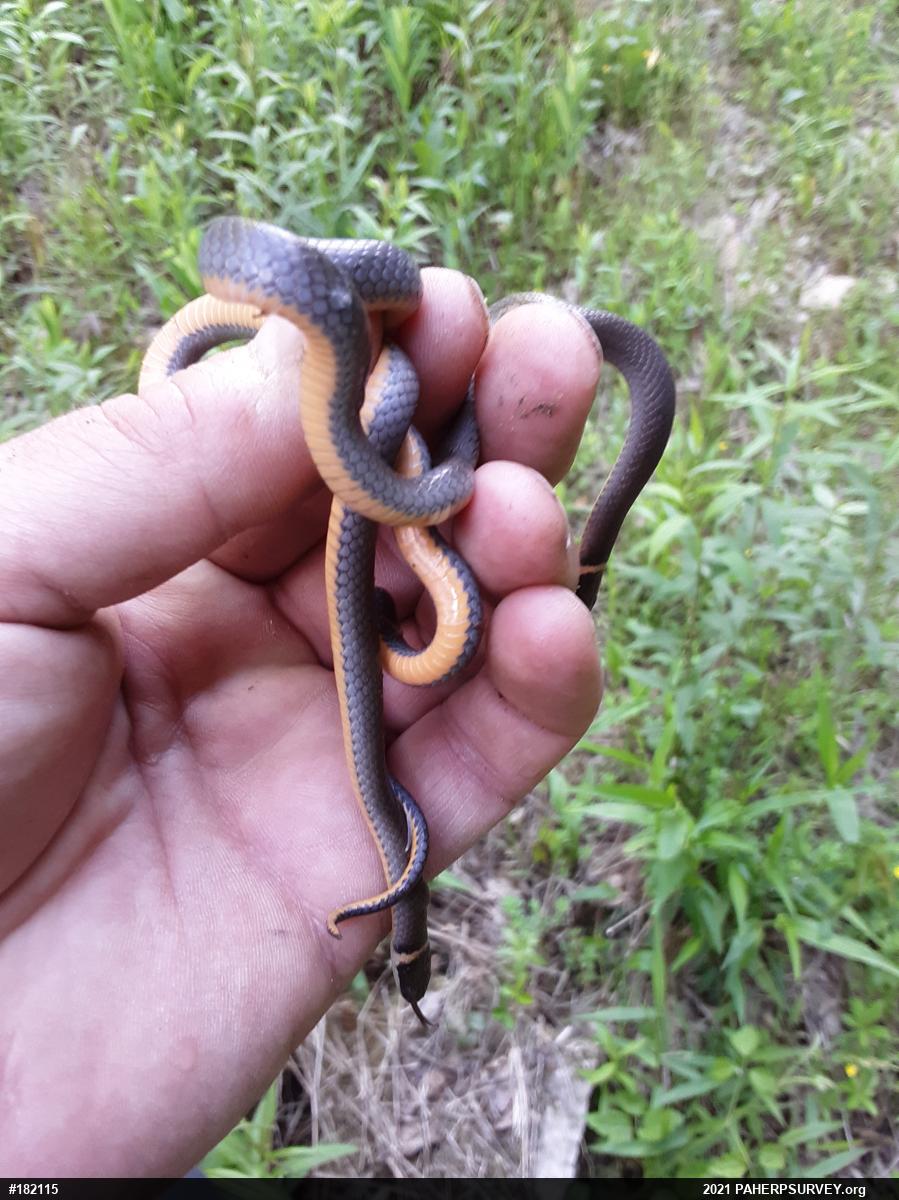 Northern Ring-necked Snake