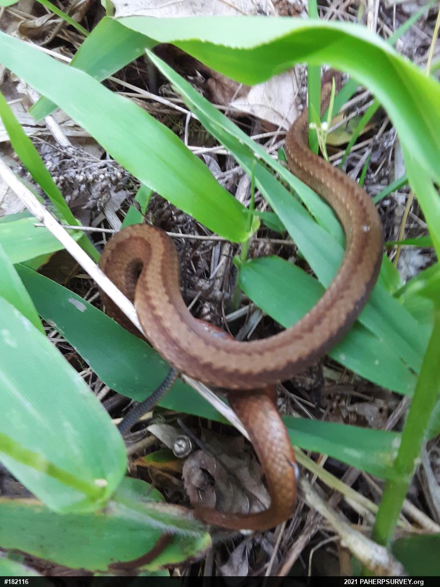 Red-bellied Snake