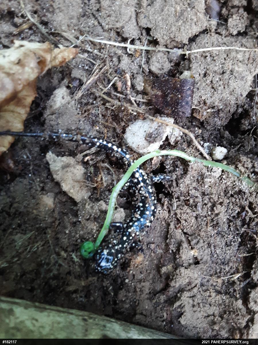 Northern Slimy Salamander