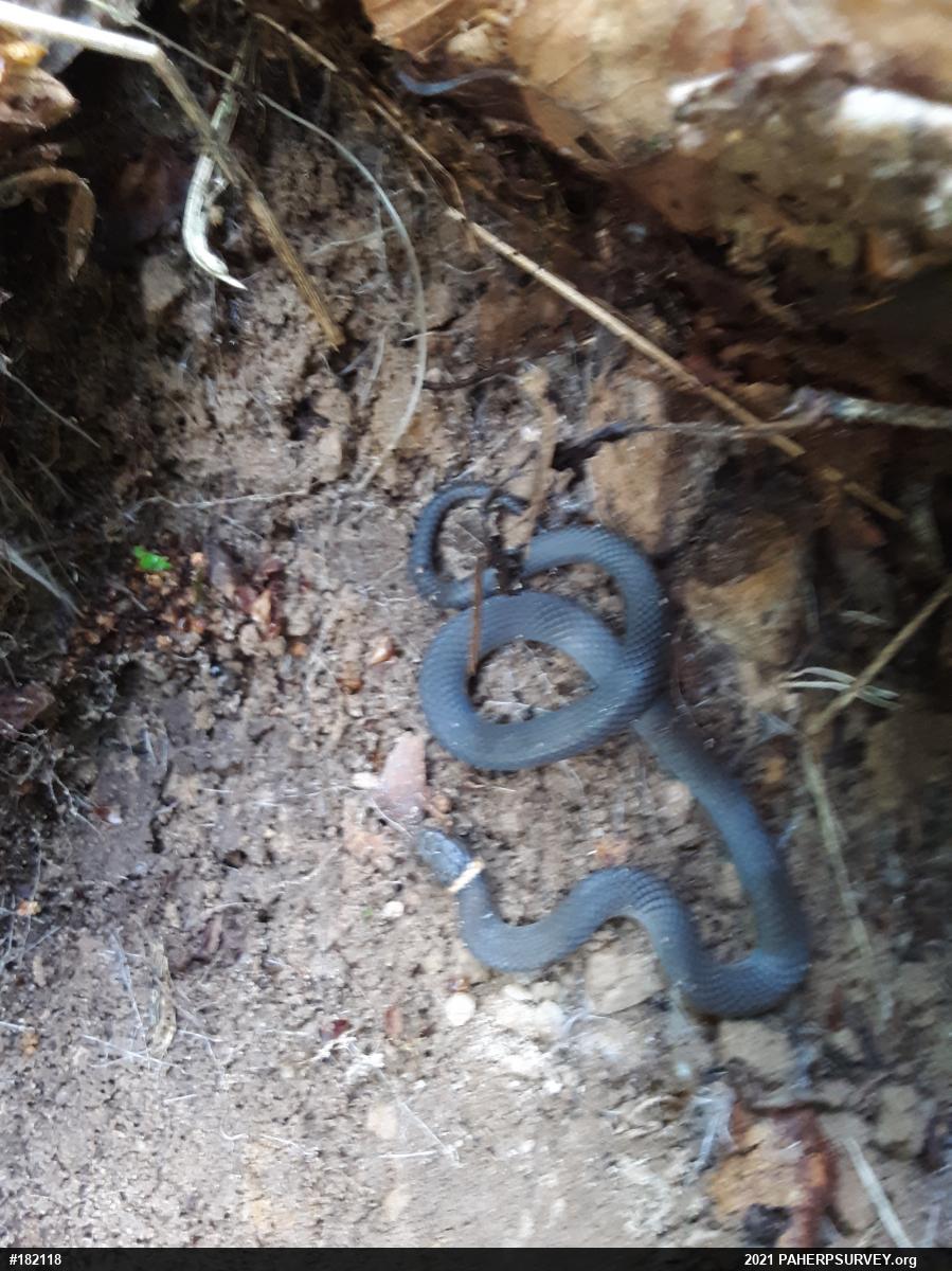 Northern Ring-necked Snake