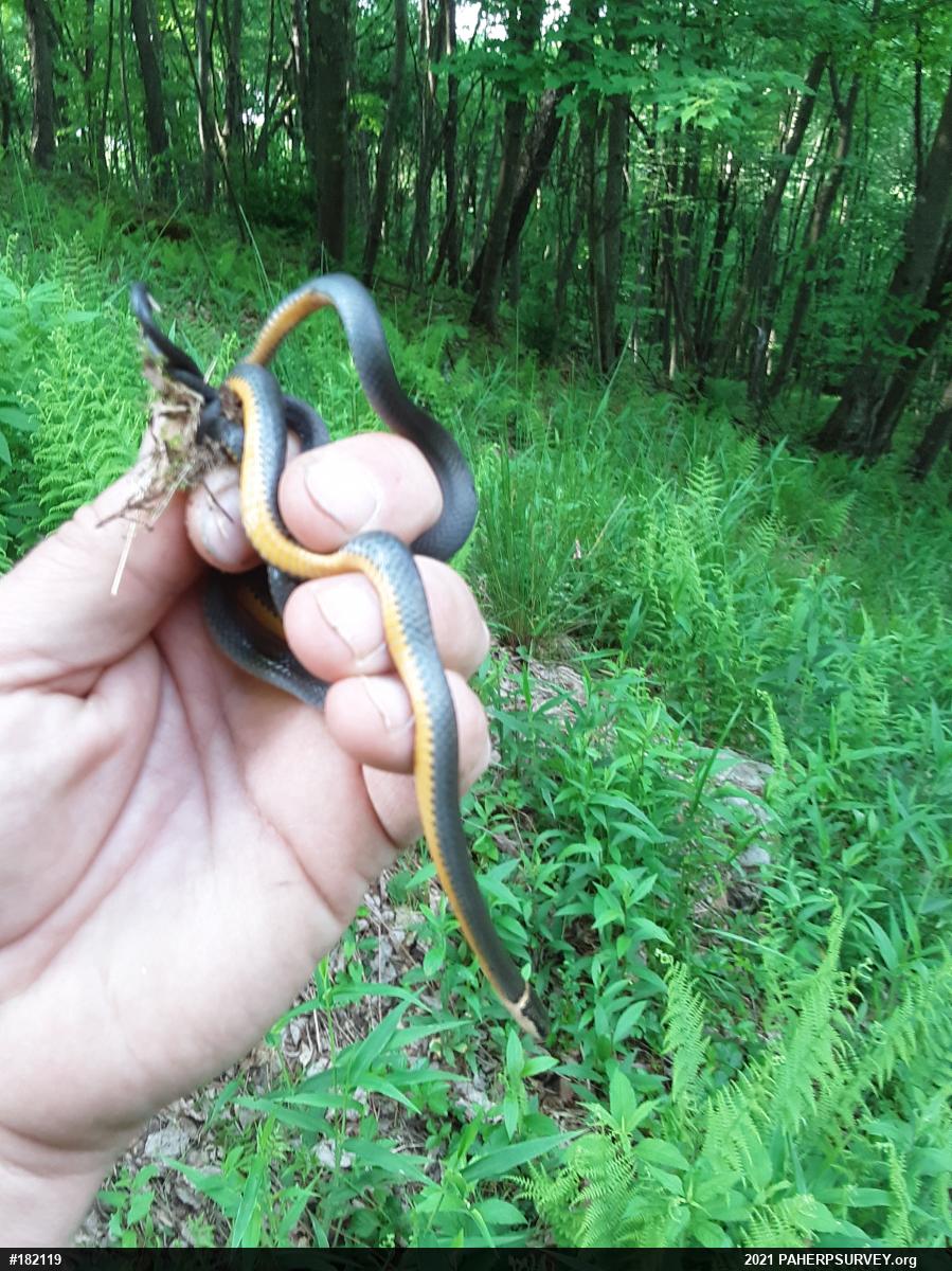 Northern Ring-necked Snake