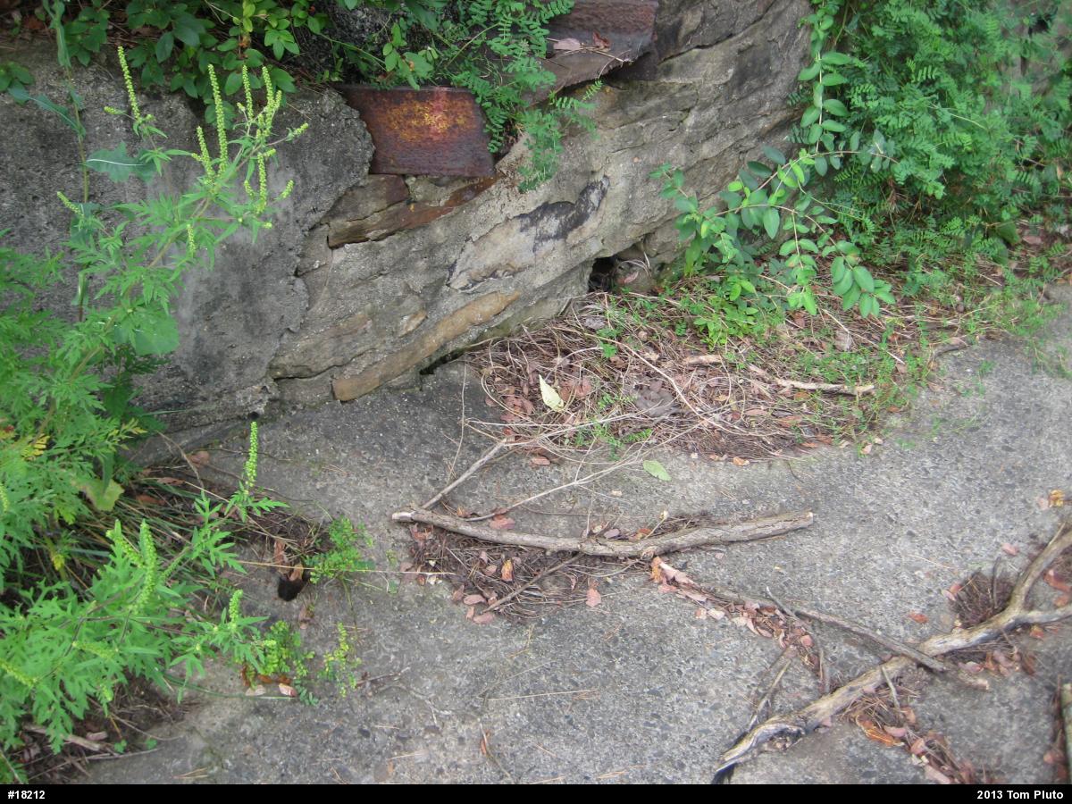 Northern Copperhead