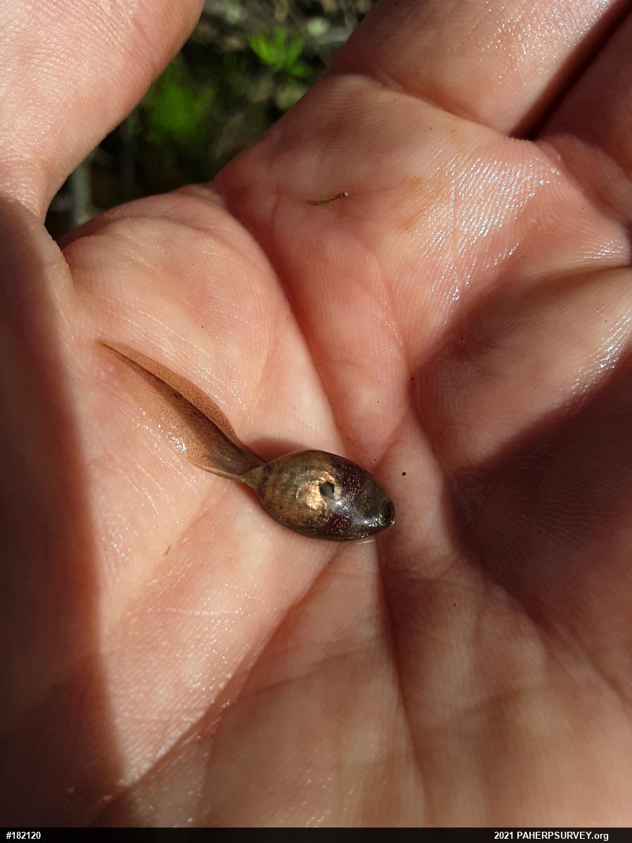 Wood Frog