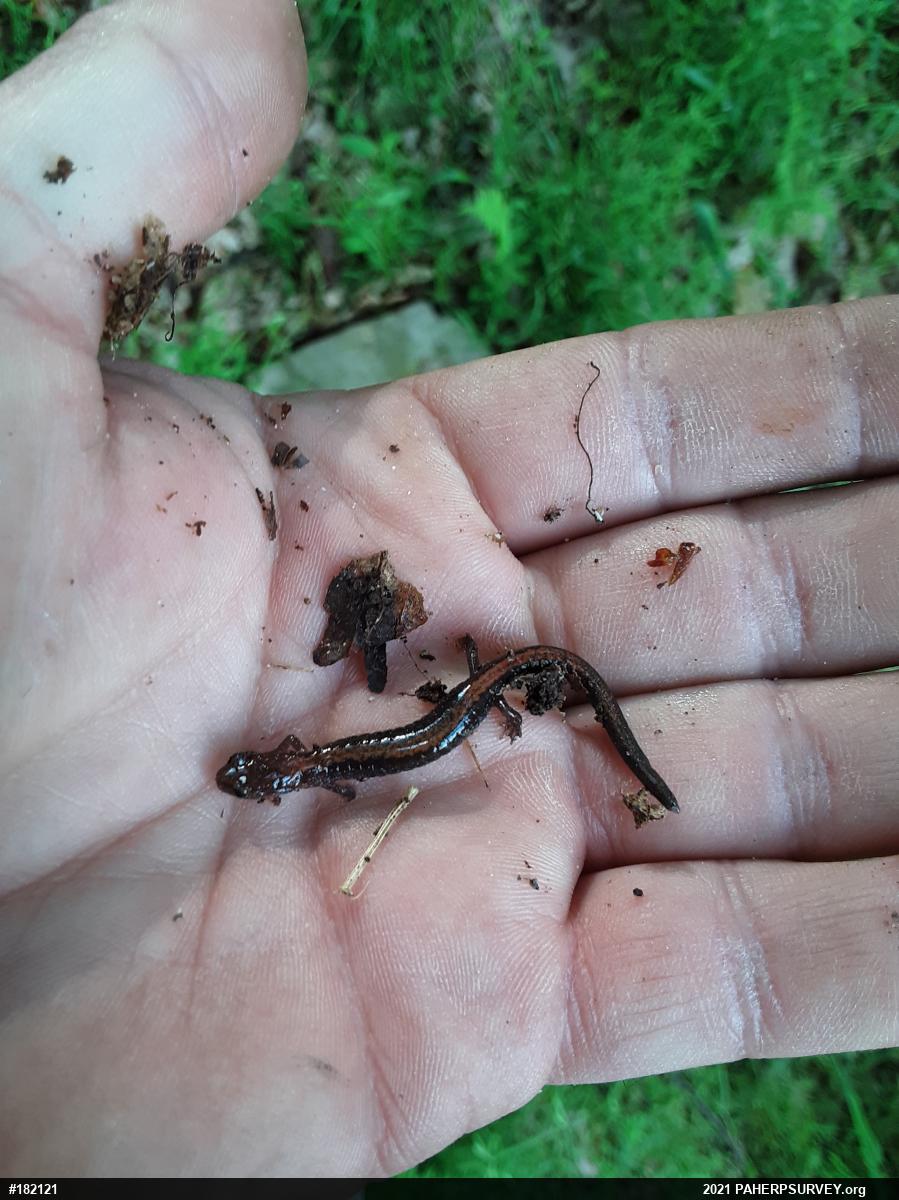 Eastern Red-backed  Salamander