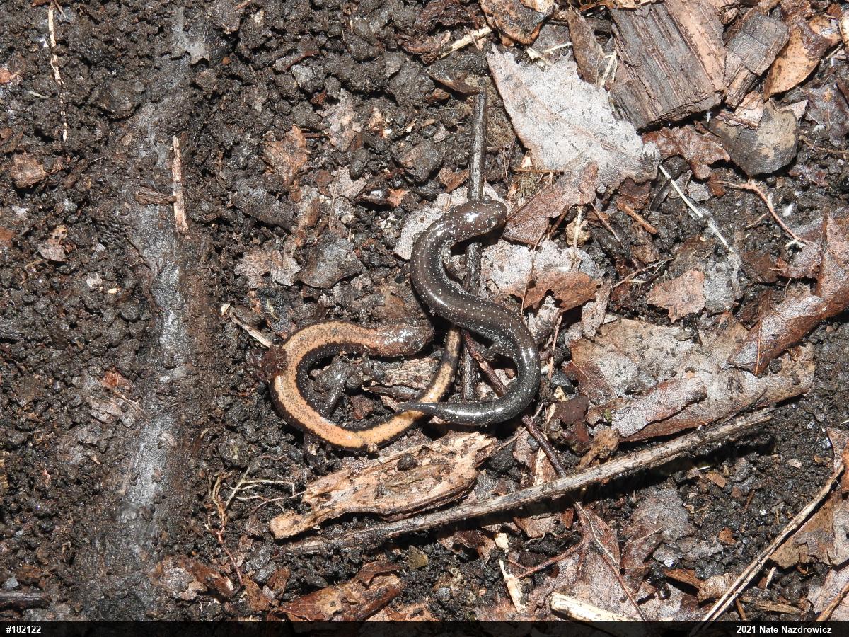 Eastern Red-backed  Salamander