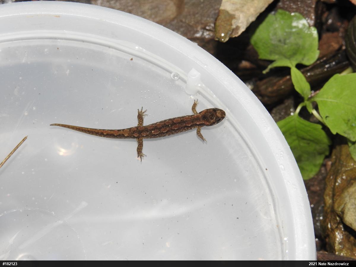 Northern Dusky Salamander