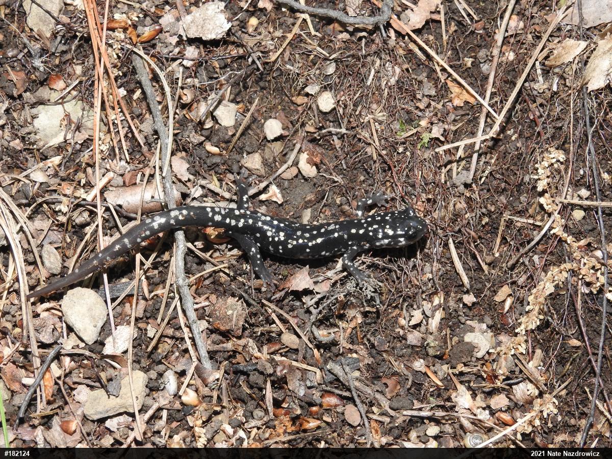 Northern Slimy Salamander